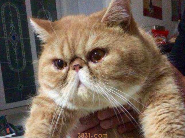 加菲猫多久洗一次澡(图2)