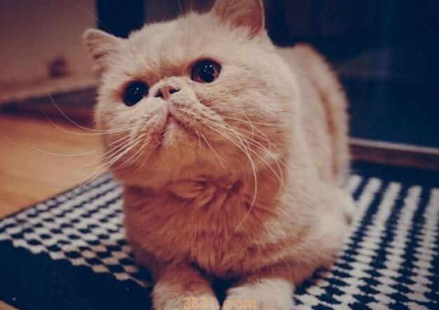 加菲猫多久洗一次澡(图3)