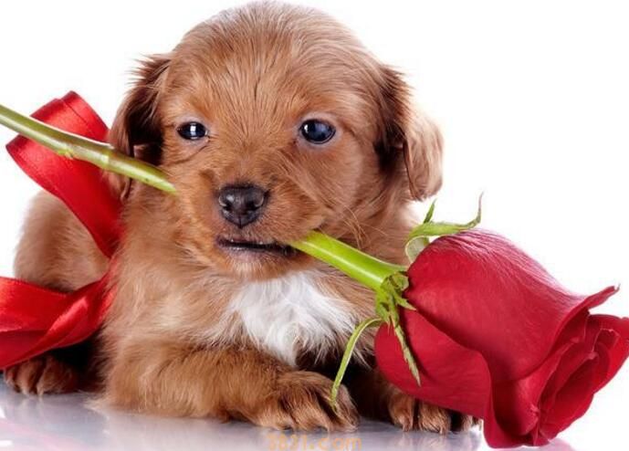 自己家狗咬了用打针吗(图1)