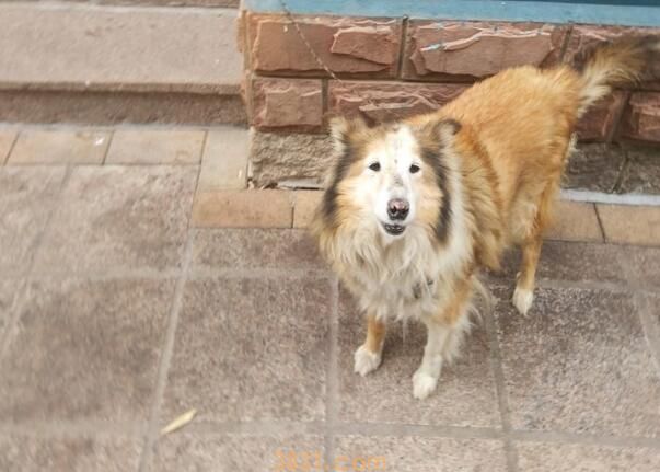 自己家狗咬了用打针吗(图2)