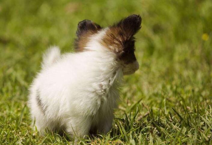 自己家狗咬了用打针吗(图3)