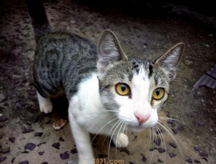 英短和暹罗杂交什么样(图2)