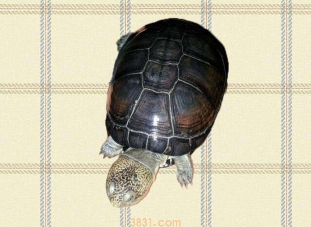 西非龟可以一直深水养吗(图1)