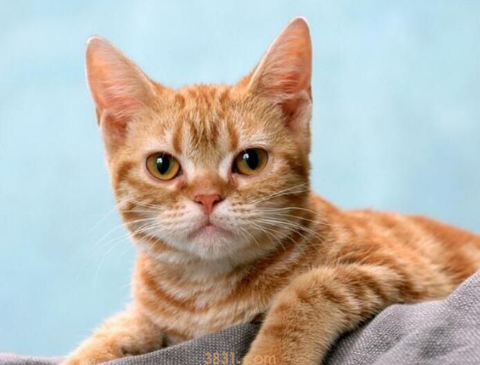 英短和暹罗杂交什么样(图3)