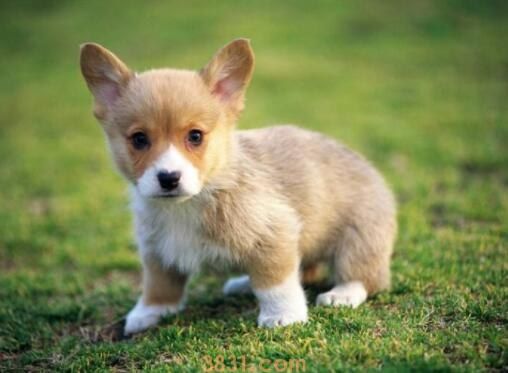 分离焦虑症的狗一直叫怎么训(图1)