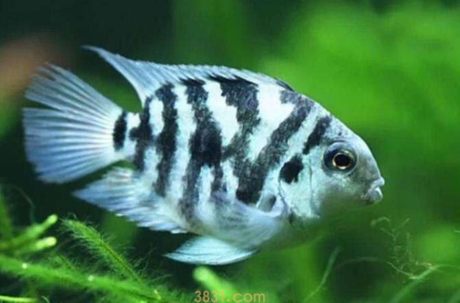 40缸能养几条迷你鹦鹉(图1)