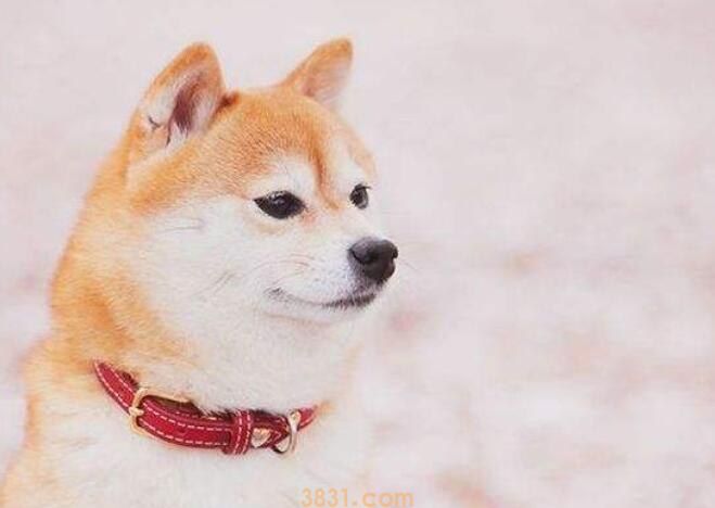 柴犬冬天用穿衣服吗(图1)