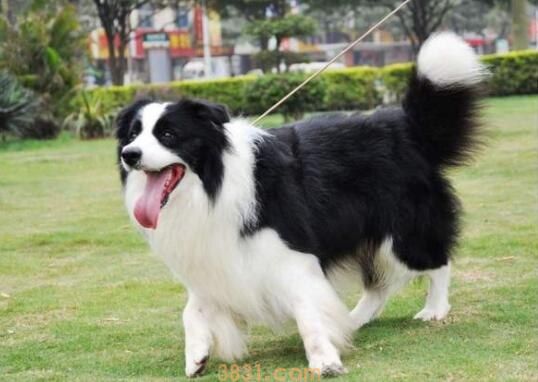 边牧冬天在外边小院里过冬可以吗(图1)