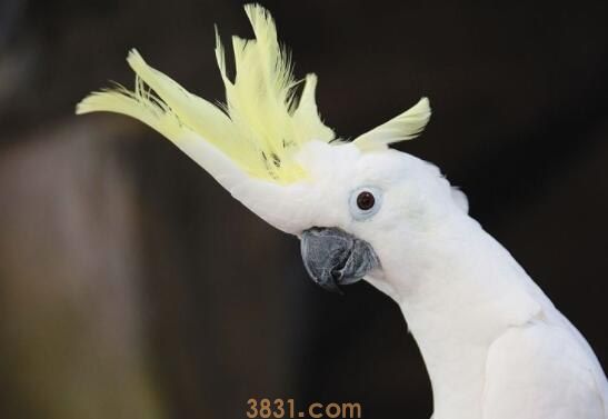 葵花鹦鹉是保护动物吗(图1)