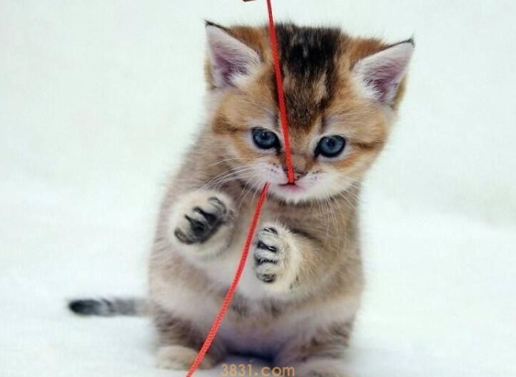 猫得鼠疫的症状(图1)