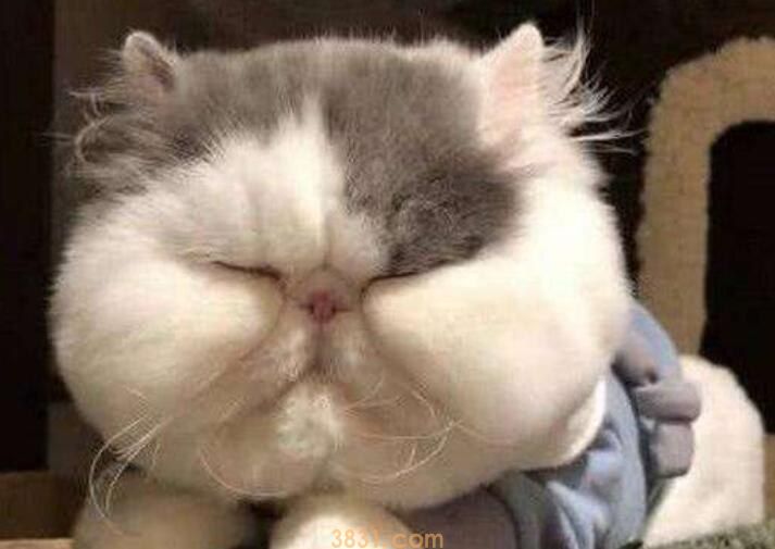 被猫抓红了没破皮要打预防针吗(图1)