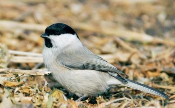 贝子鸟不叫的原因(图1)