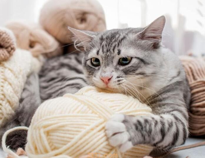 掐猫脖子的危害(图1)