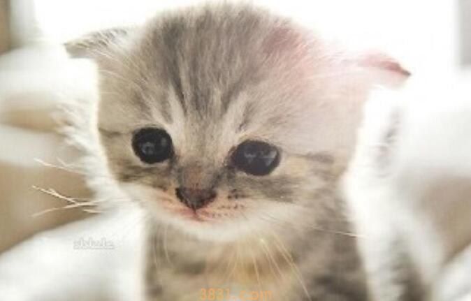 被猫抓了去哪里打疫苗(图1)