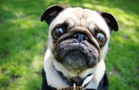 法斗冬天关在室外可以吗(图1)