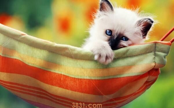 被猫抓伤去哪里打疫苗(图1)