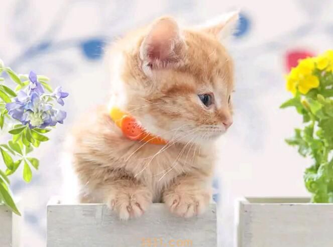 猫的肚脐眼在哪里(图1)