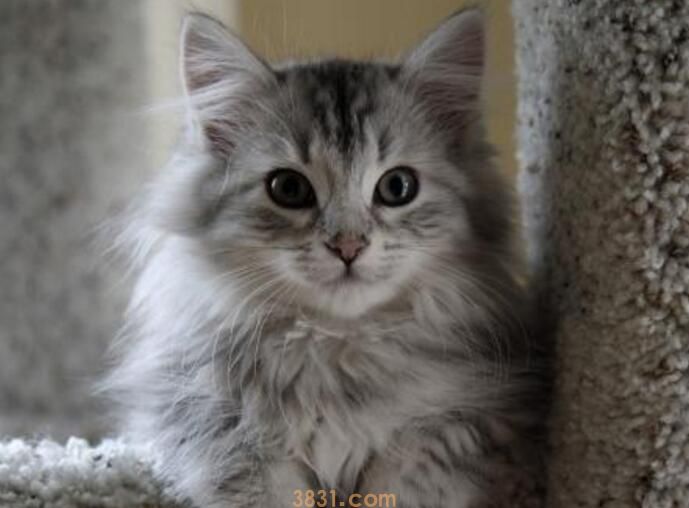 猫粘人是什么征兆(图1)