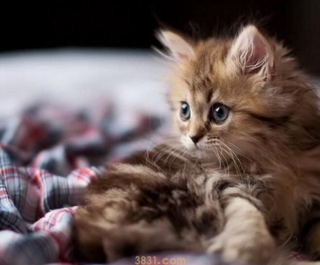 猫的肚脐眼在哪里(图2)