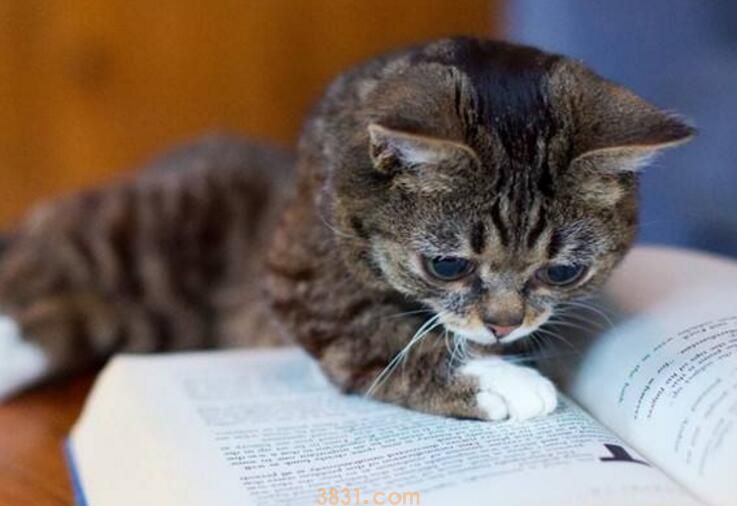 母猫做绝育危险吗(图1)