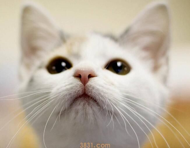 母猫做绝育危险吗(图2)