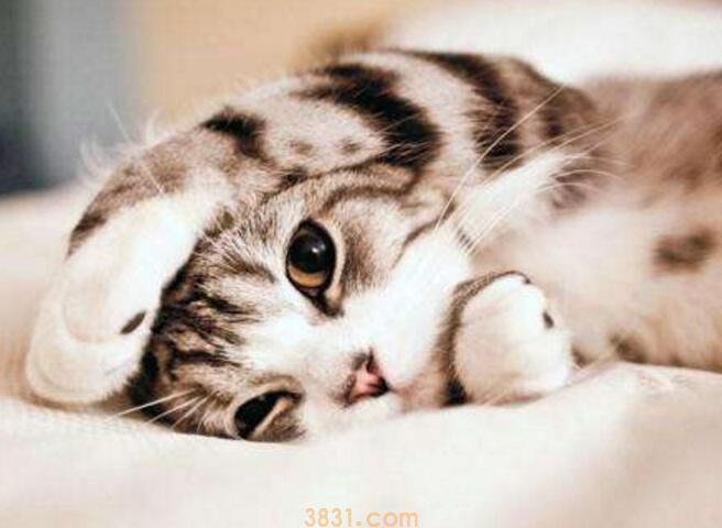 猫吃塑料袋是怎么回事(图3)