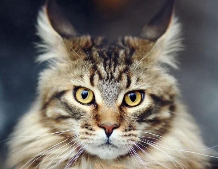 母猫做绝育危险吗(图3)