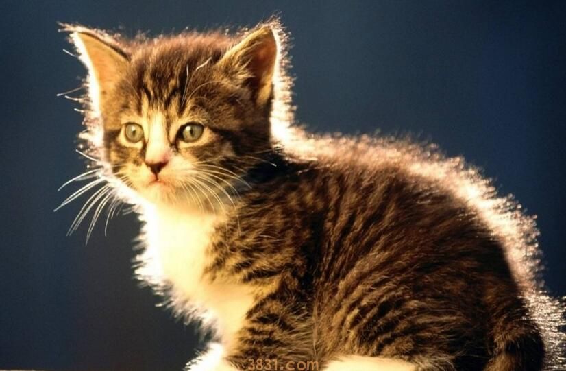 小猫打喷嚏流鼻涕什么原因(图1)