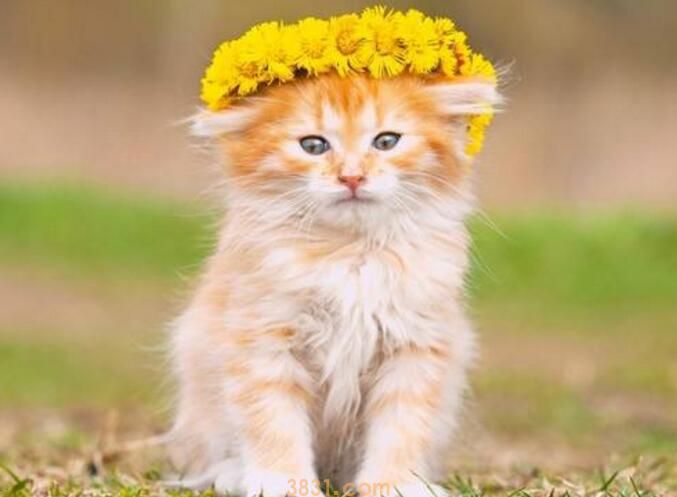 小猫打喷嚏流鼻涕什么原因(图3)