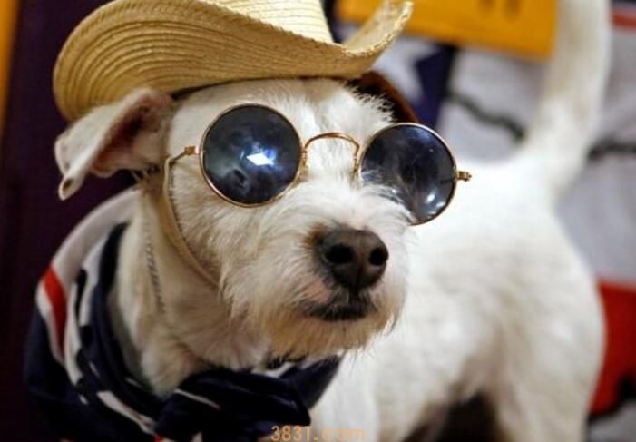 狗狗腹水症状(图1)