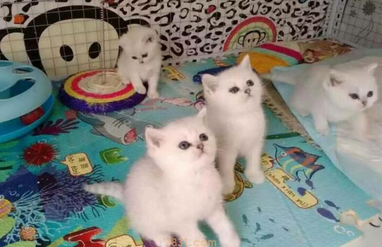 蓝猫和暹罗猫串什么样(图1)