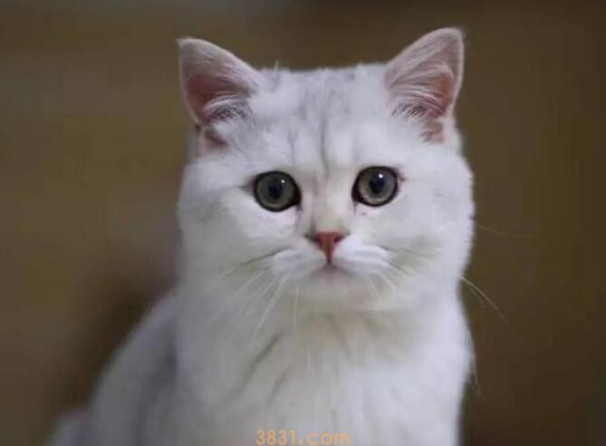 蓝猫和暹罗猫串什么样(图2)