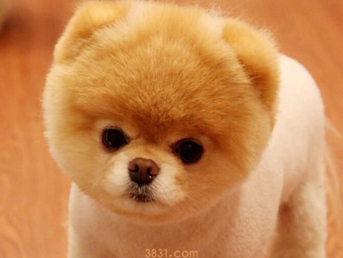 狗狗驱虫和疫苗的顺序(图1)