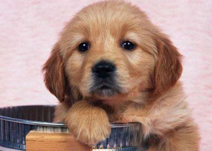 狗狗驱虫和疫苗的顺序(图2)