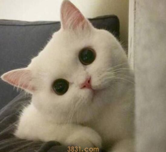 被家猫抓伤渗了一点点血可以不打针吗(图1)