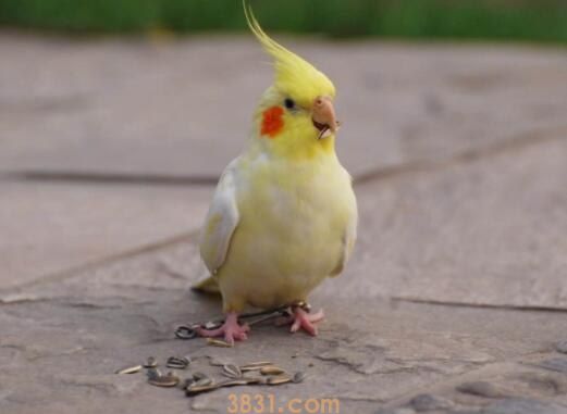 玄凤鹦鹉耐寒温度多少度(图1)