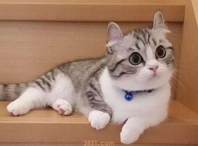 猫能2个地方换着住吗(图1)