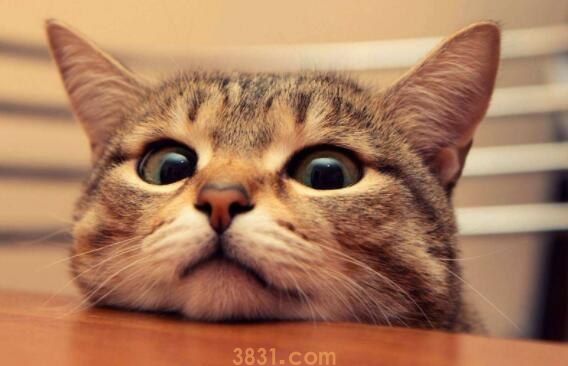 猫肛门腺发炎能自愈吗(图1)