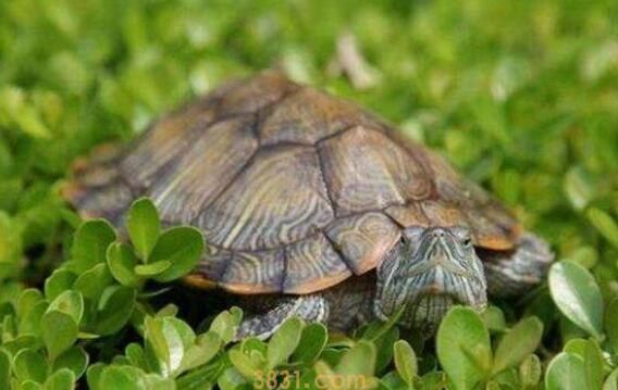 乌龟壳发白是怎么回事(图1)