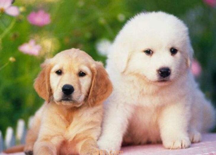 狗站不起来怎么回事(图1)