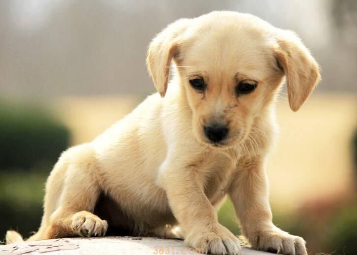 狗站不起来怎么回事(图2)