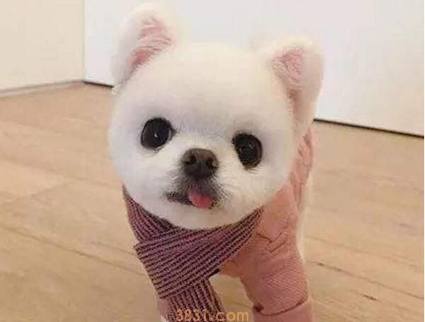 狗狗腹水症状(图2)