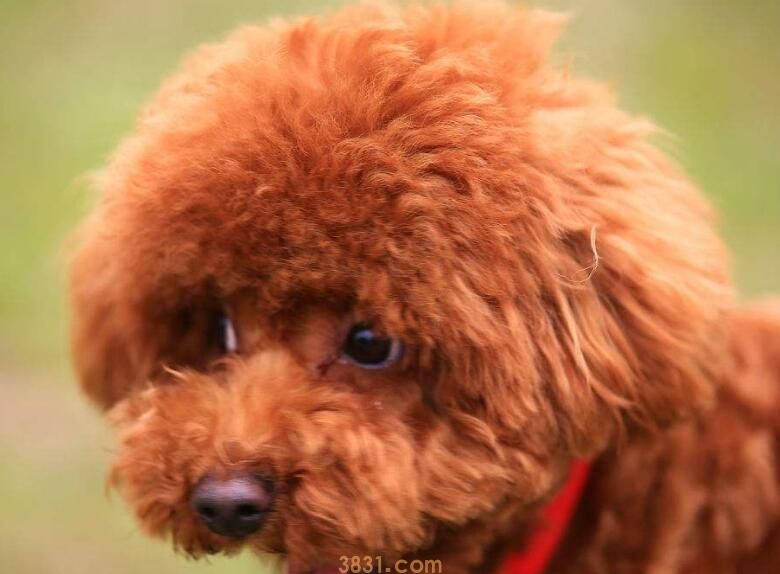 泰迪绝育坏处(图1)