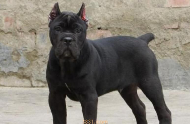 卡斯罗吃什么体型大(图1)