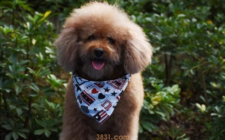 泰迪绝育坏处(图2)