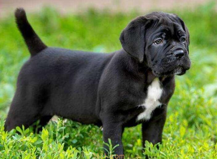 卡斯罗吃什么体型大(图2)