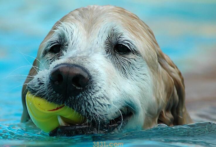 狗狗腹水症状(图3)
