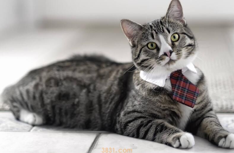 被家里猫咬出血有事吗(图1)