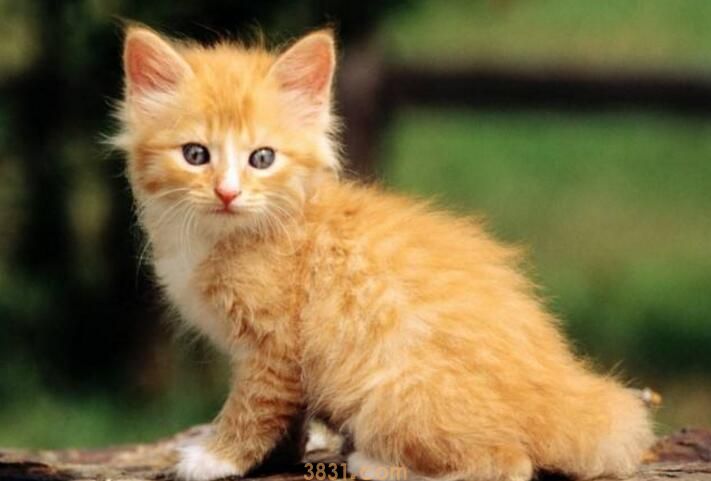 被家里猫咬出血有事吗(图2)