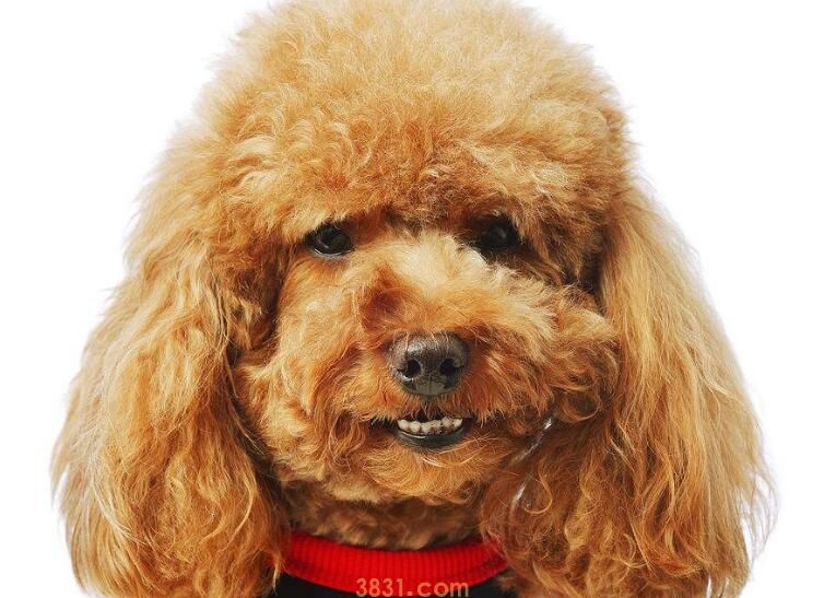 泰迪微小体型表(图1)